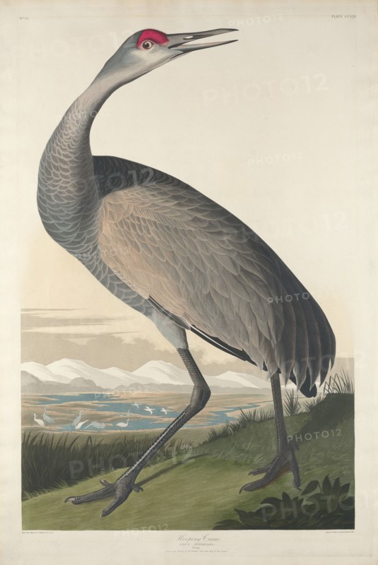 Hooping Crane, 1835.