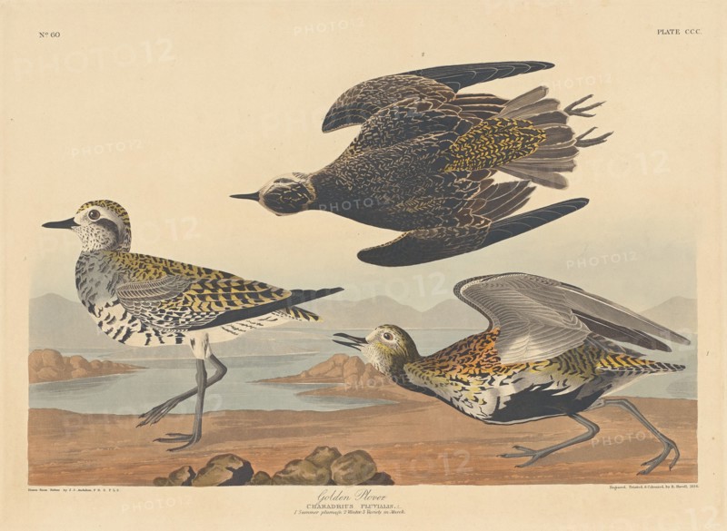 Golden Plover, 1836.