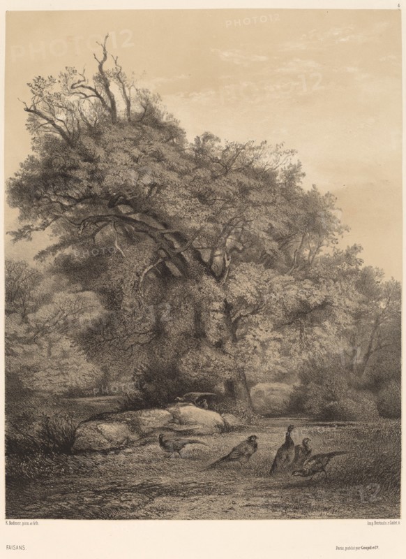 Faisans. [Pheasants].