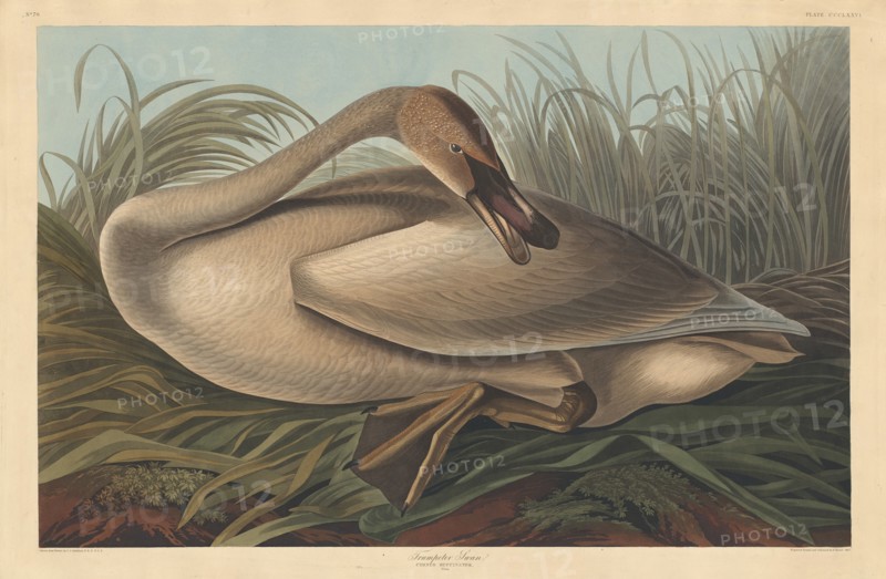 Trumpeter Swan, 1837.