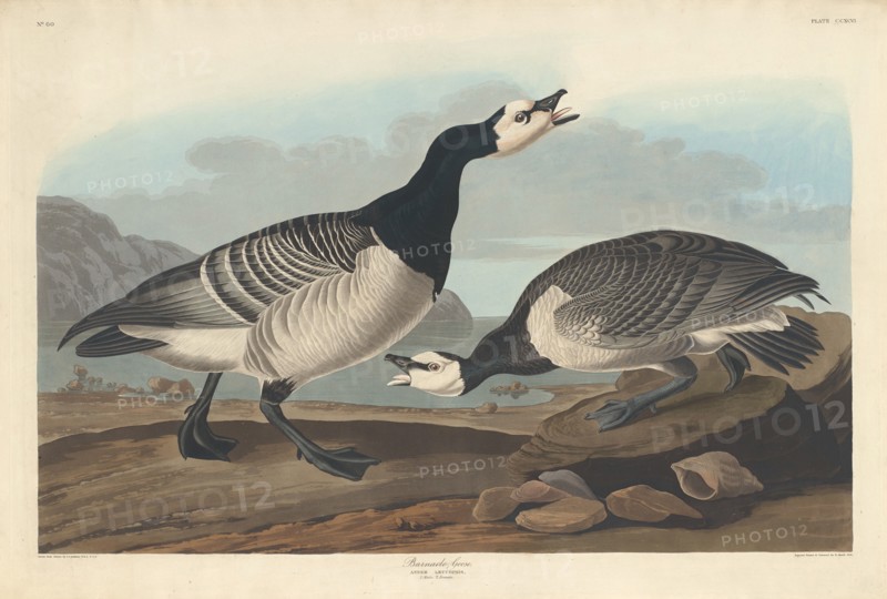 Barnacle Goose, 1836.