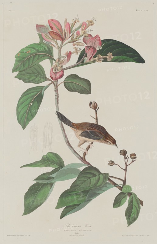 Bachmans Finch, 1833.
