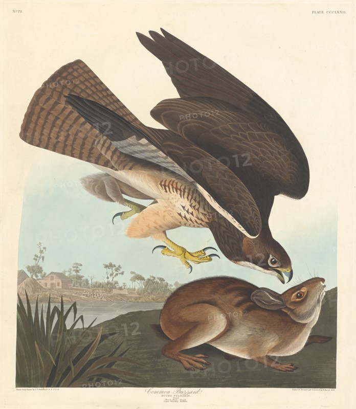 Common Buzzard, 1837.