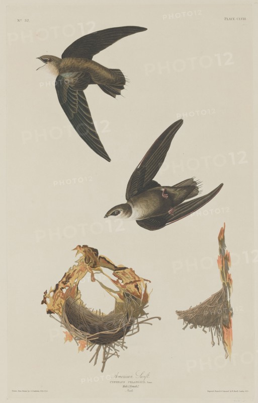American Swift, 1833.