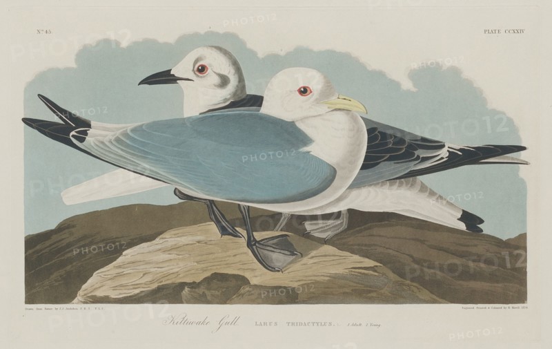 Kittiwake Gull, 1834.