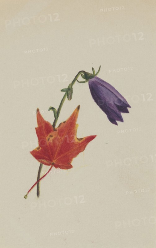 (Untitled), ca. 1876.