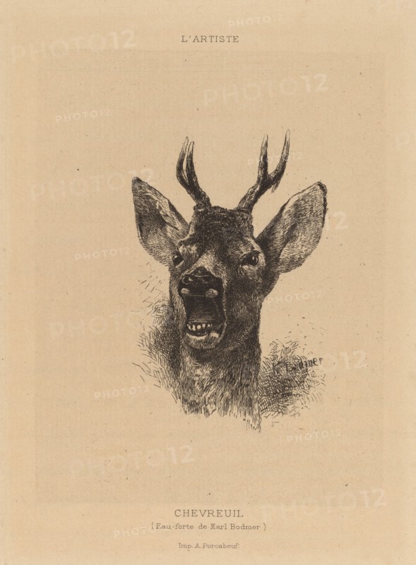 Chevreuil. [Roe deer].