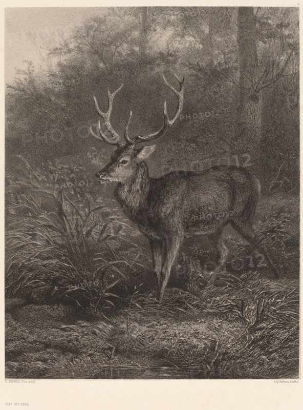 Cerf Dix-Cors. [Stag].