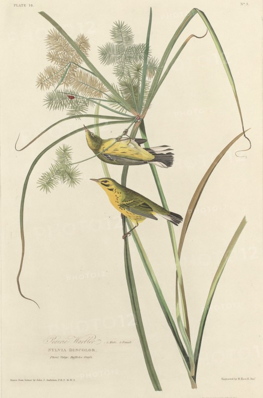 Prairie Warbler, 1827.