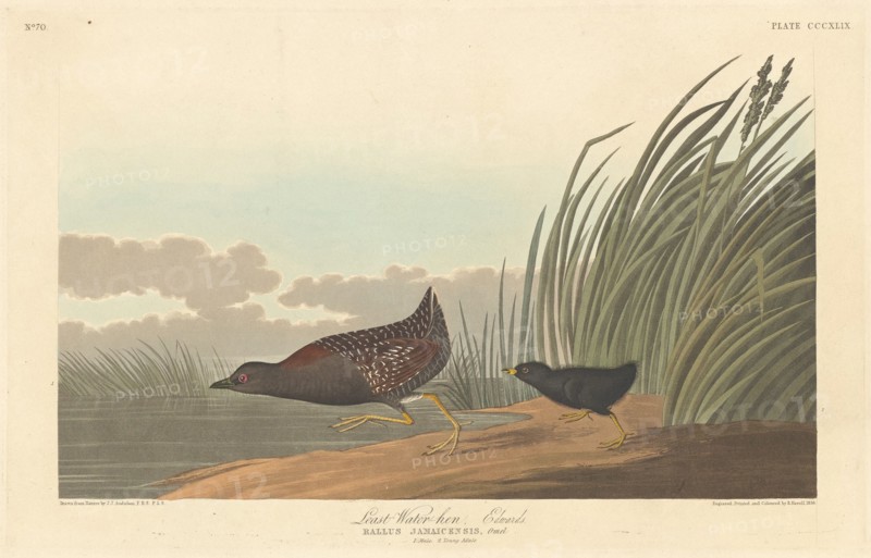 Least Water-hen, 1836.