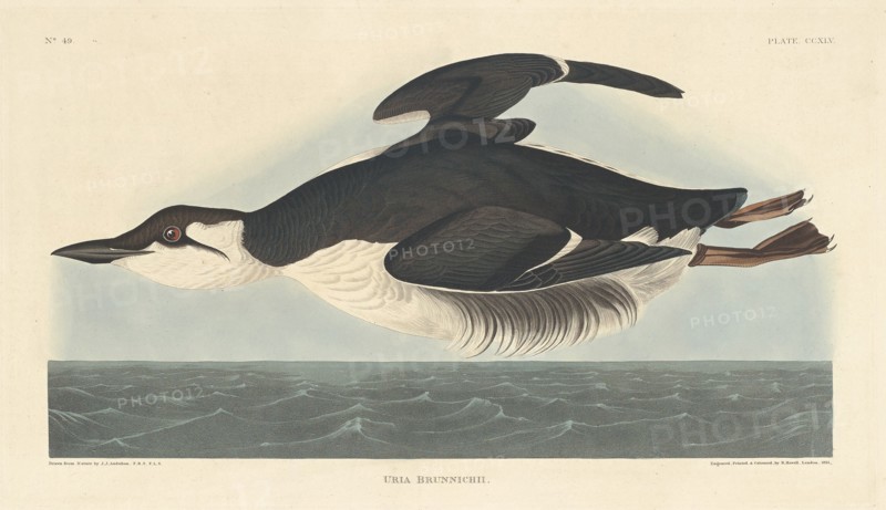 Uria Brunnichii, 1835.