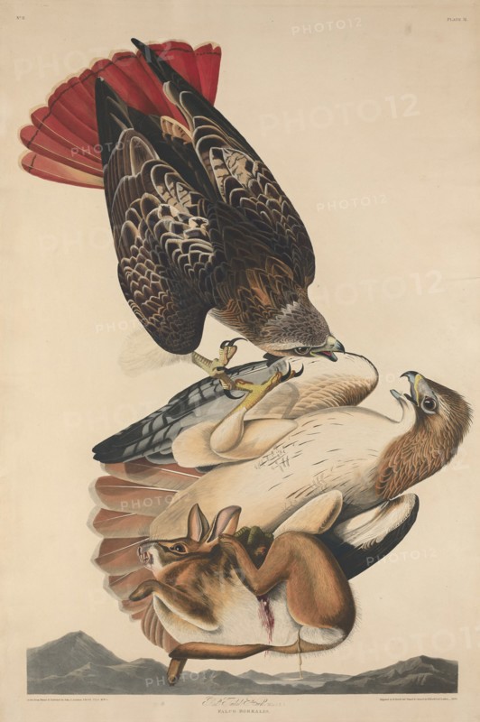 Red Tailed Hawk, 1829.