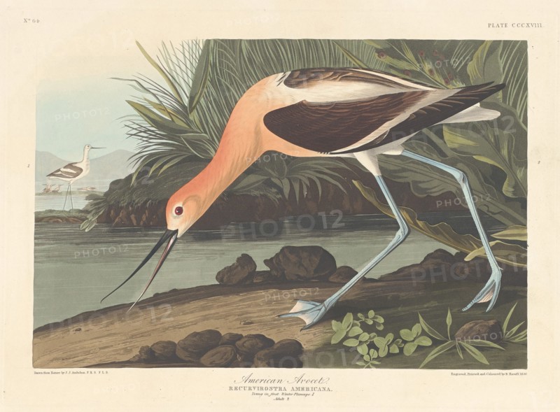 American Avocet, 1836.
