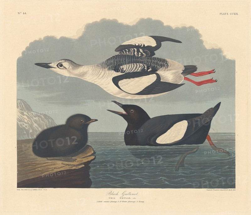 Black Guillemot, 1834.