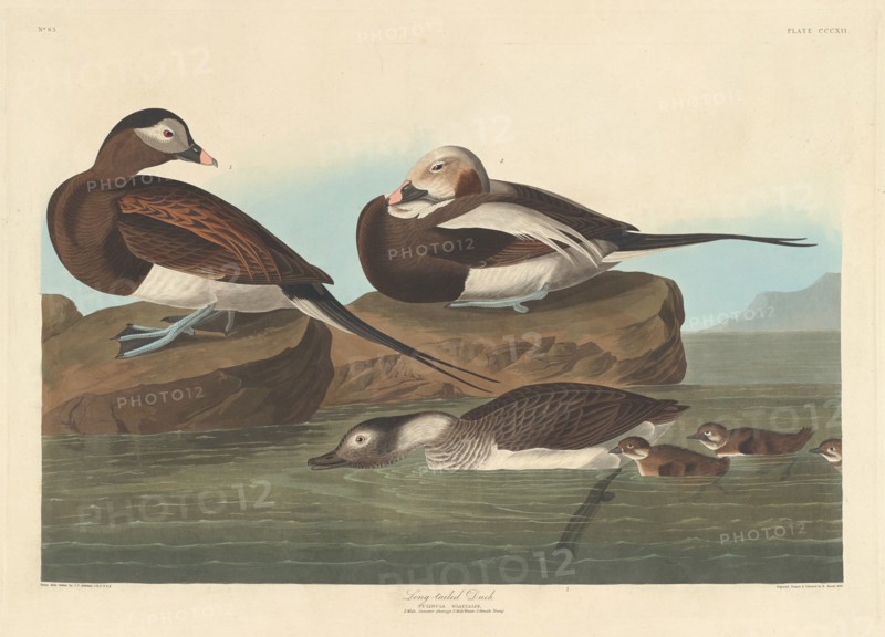 Long-tailed Duck, 1836.