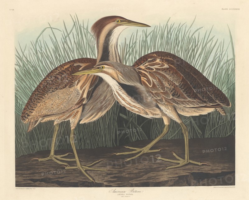 American Bittern, 1836.