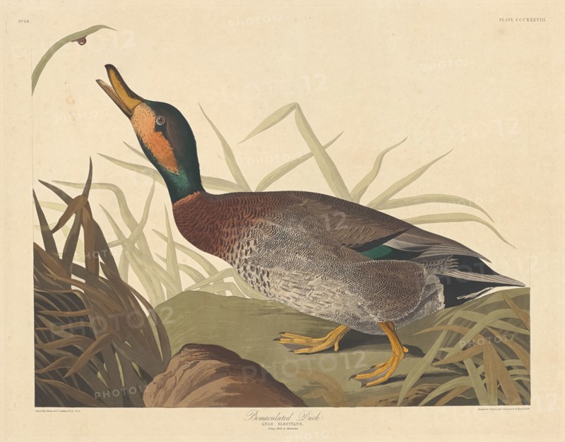 Bemaculated Duck, 1836.