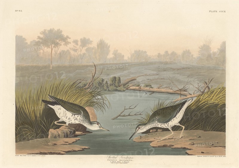 Spotted Sandpiper, 1836.