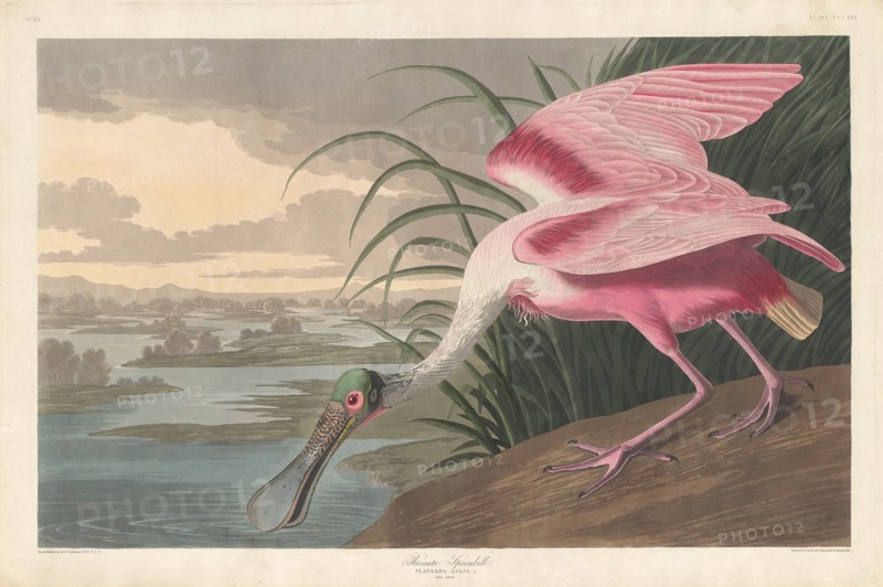 Roseate Spoonbill, 1836.