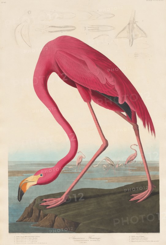American Flamingo, 1838.
