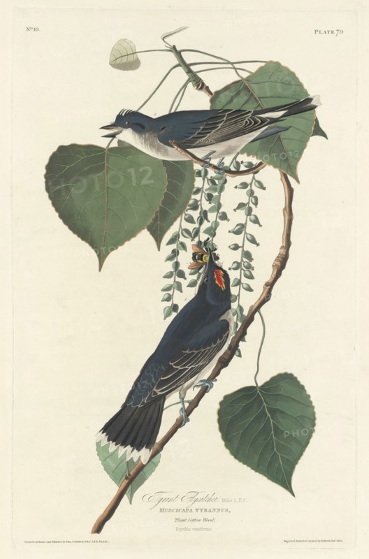 Tyrant Flycatcher, 1830.