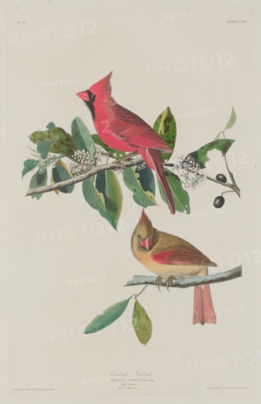 Cardinal Grosbeak, 1833.