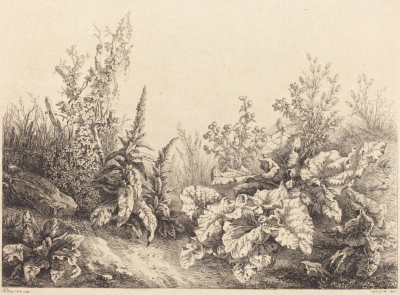 Study of a Burdock, 1840.