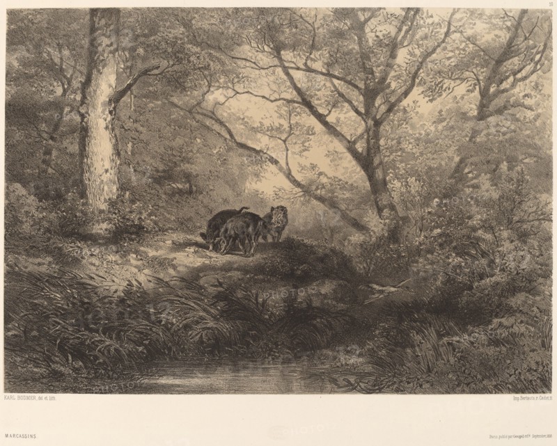 Marcassins. [Wild boars].