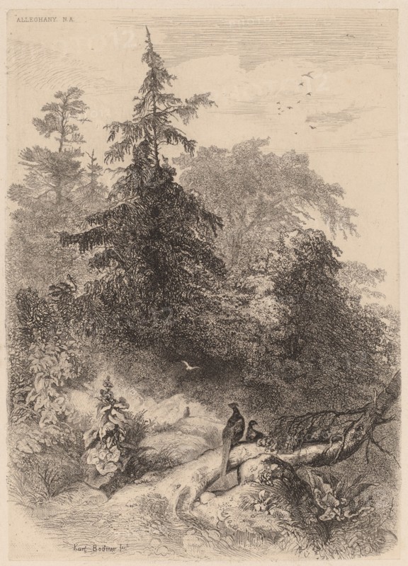 Les Faisans. [Pheasants].