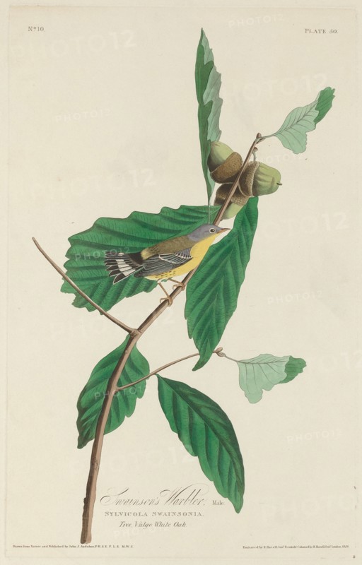 Swainson's Warbler, 1828.
