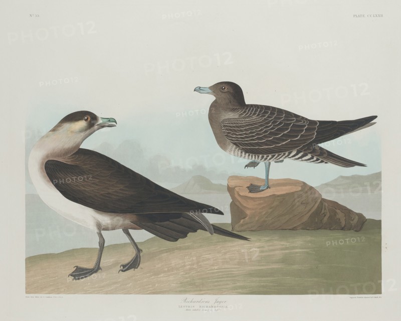 Richardson's Jager, 1835.