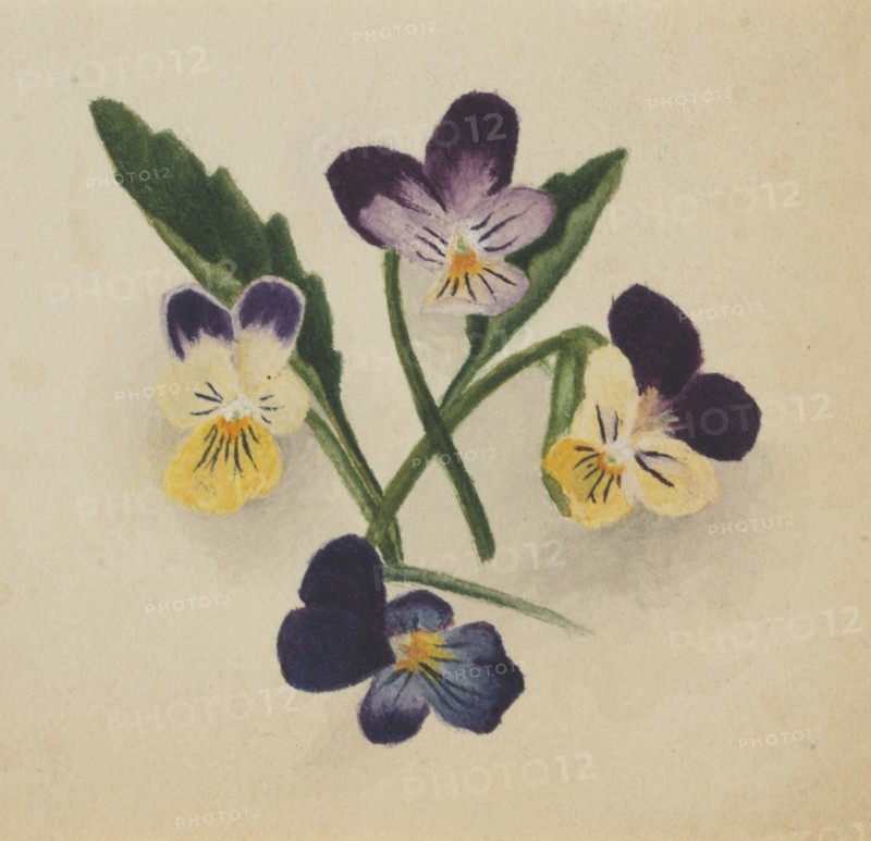 Untitled (Pansies), 1874.