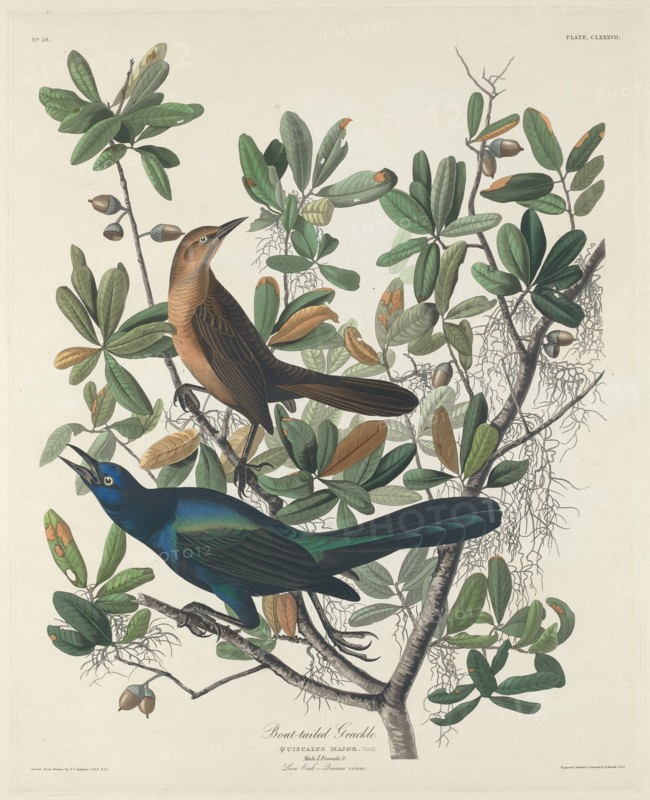 Boat-tailed Grackle, 1834.