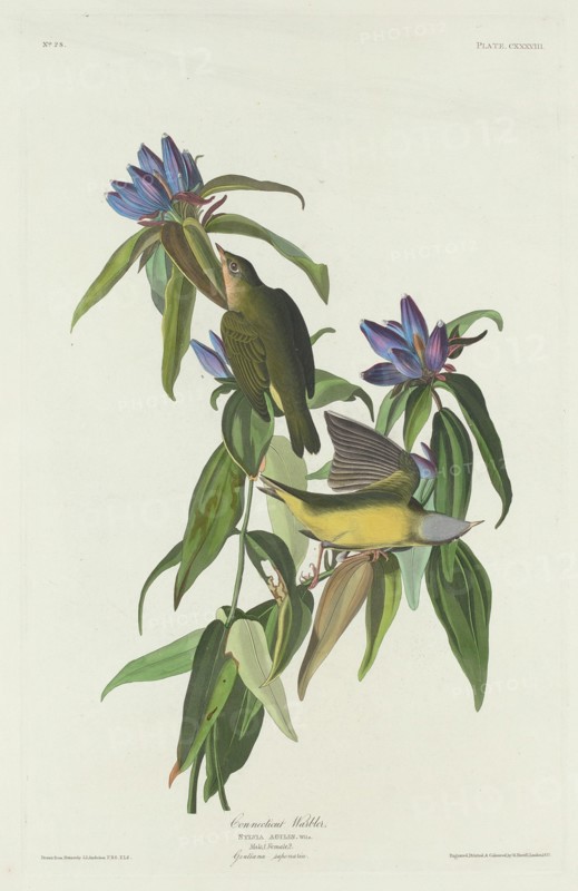 Connecticut Warbler, 1832.