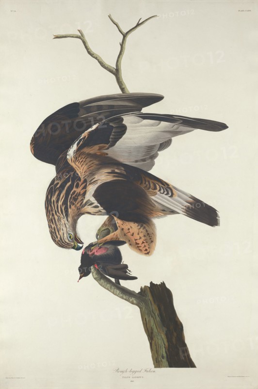 Rough-legged Falcon, 1833.