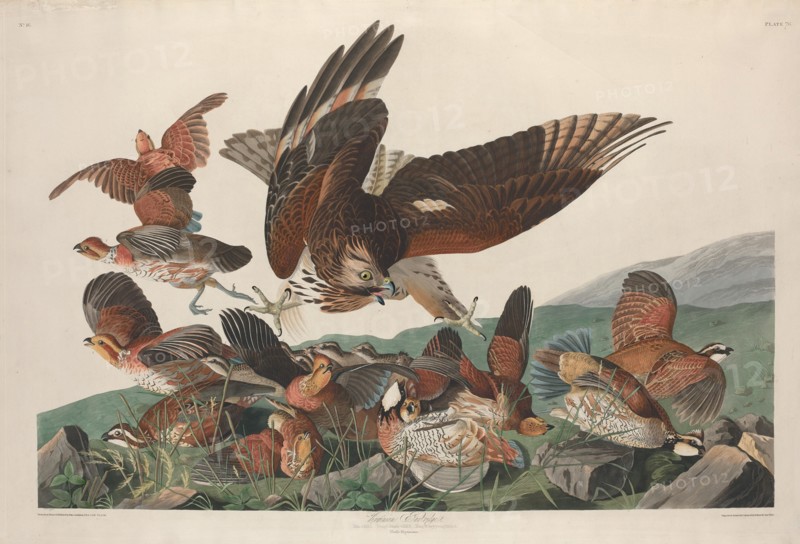 Virginian Partridge, 1830.