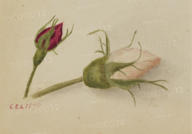 Untitled (Rosebuds), 1874.