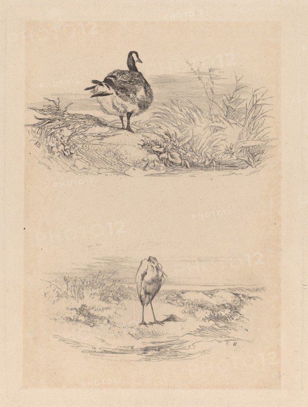 Oie, Heron. [Goose, Heron].