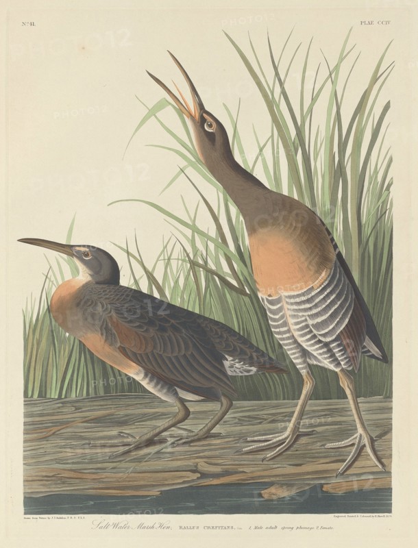 Salt Water Marsh Hen, 1834.