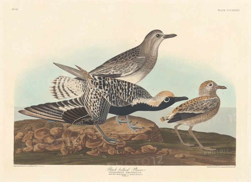 Black-bellied Plover, 1836.