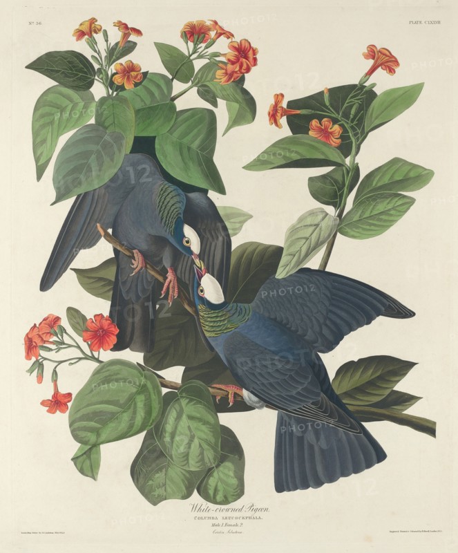 White-crowned Pigeon, 1833.