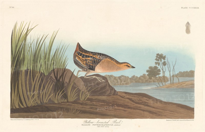 Yellow-breasted Rail, 1836.