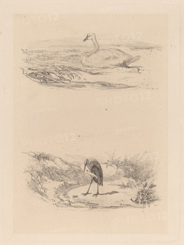 Cygne, heron. [Swan, heron].