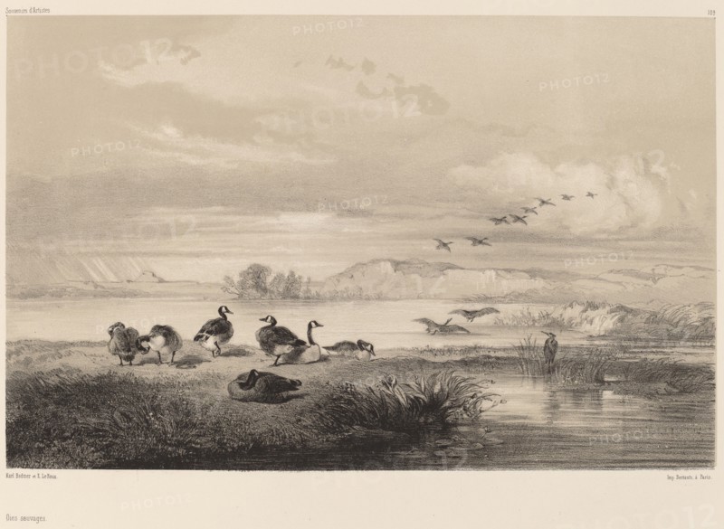 Oies sauvages. [Wild geese].