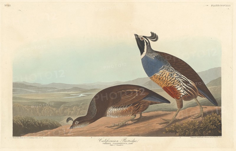 Californian Partridge, 1838.