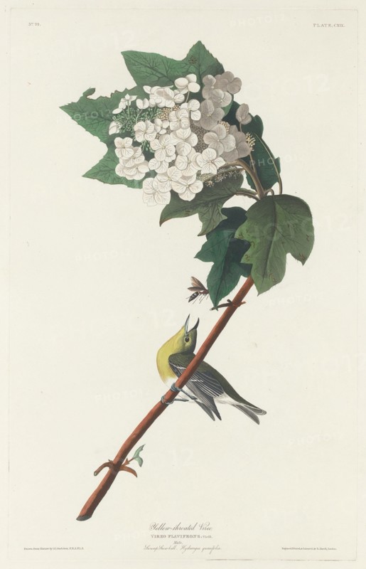 Yellow-throated Vireo, 1831.