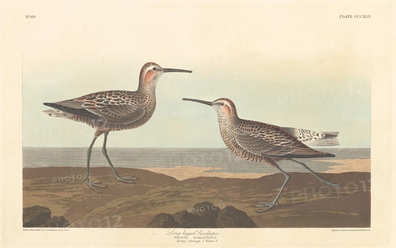Long-legged Sandpiper, 1836.