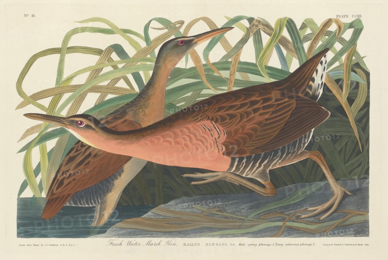 Fresh Water Marsh Hen, 1834.