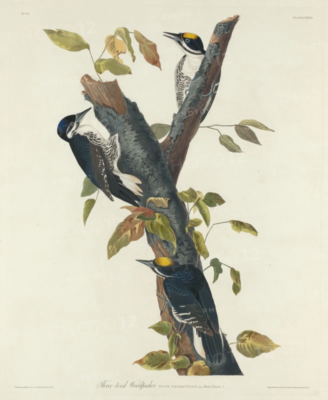 Three-Toed Woodpecker, 1832.