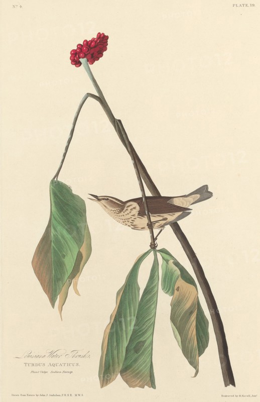 Louisiana Water Thrush, 1827.